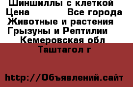 Шиншиллы с клеткой › Цена ­ 8 000 - Все города Животные и растения » Грызуны и Рептилии   . Кемеровская обл.,Таштагол г.